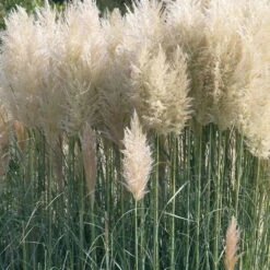 Bio Pampasgras 'Sunnigdale Silver' Silber-weiß, Topf 5 Liter -Günstiges Saat Zeit Geschäft 0321600007 Cortaderia sel Sunningdale Silver 2 120410