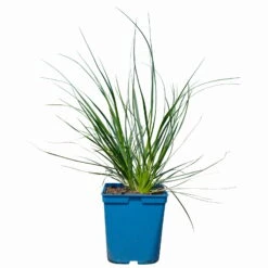 Bio Pampasgras 'Sunnigdale Silver' Silber-weiß, Topf 5 Liter -Günstiges Saat Zeit Geschäft 0321600007 Cortaderia selloana Sunningdale Silver 2 112427