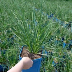 Bio Pampasgras 'Sunnigdale Silver' Silber-weiß, Topf 5 Liter -Günstiges Saat Zeit Geschäft 0321600007 Cortaderia selloana Sunningdale Silver 4 112495