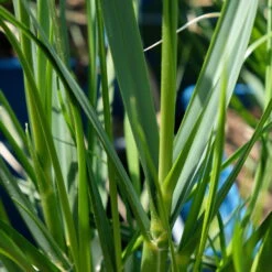 Bio Pampasgras 'Sunnigdale Silver' Silber-weiß, Topf 5 Liter -Günstiges Saat Zeit Geschäft 0321600007 Cortaderia selloana Sunningdale Silver 5 112496