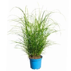 Bio Zebragras 'Little Zebra', Topf 3 Liter -Günstiges Saat Zeit Geschäft 0321600013 Miscanthus sin Little Zebra 4 113927