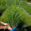 Bio Zebragras 'Little Zebra', Topf 3 Liter 2 Bio Zebragras 'Little Zebra', Topf 3 Liter -Günstiges Saat Zeit Geschäft 0321600013 Miscanthus sin Little Zebra 5 113902