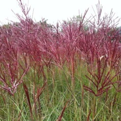 Bio Halbhohes Chinaschilf 'Red Chief' Silber-weiß, Höhe 120-150 Cm, 5 Liter Topf -Günstiges Saat Zeit Geschäft 0321600017 Miscanthus sinensis Red Chief 120412