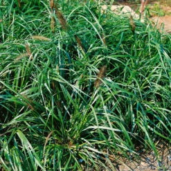 Ausgewählte Produkte 19 Bio Lampenputzergras 'National Arboretum' Braun, Höhe 60-80 Cm, 5 Liter Topf