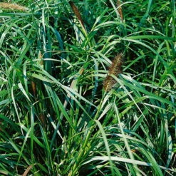 Bio Lampenputzergras 'National Arboretum' Braun, Höhe 60-80 Cm, 5 Liter Topf -Günstiges Saat Zeit Geschäft 0321600020 Pennisetum National Arboretum beschnitten 120415