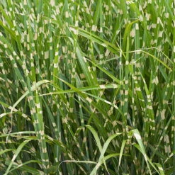 Bio Miscanthus Sinensis 'Strictus' Braun, Höhe 160-180 Cm, 5 Liter Topf -Günstiges Saat Zeit Geschäft 0321600024 Miscanthus sinensis Strictus 120420