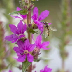 Bio Blut-Weiderich Violett, Topf-Ø 11 Cm, 3er-Set -Günstiges Saat Zeit Geschäft 0330100088 Lythrum salicaria KB 11cm Topf rot 75711