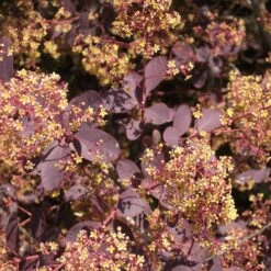 Dunkelroter Perückenstrauch 'Royal Purple', Höhe Ca. 20-25 Cm, Topf 3 Liter -Günstiges Saat Zeit Geschäft 0410110191 Cotinus cogg Royal Purple 2 1 121774