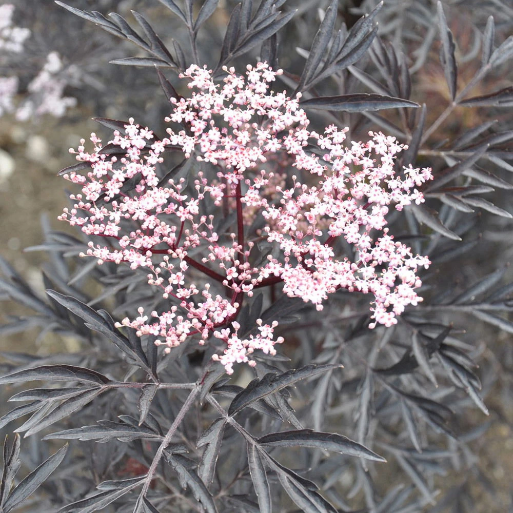 Rotlaubiger Holunder 'Black Lace'® ('Eva'PBR), 3er-Set, Topf 5 Liter 4 Rotlaubiger Holunder 'Black Lace'® ('Eva'PBR), 3er-Set, Topf 5 Liter – Bild 2