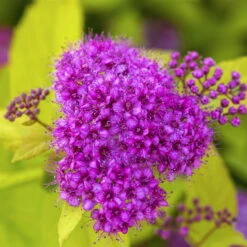 Gelbblättrige Zwergsommerspiere 'Golden Princess', Purpurrosa, Topf 5 Liter