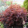 Kompakte Orangerote Blasenspiere 'Little Angel'(S), Im 5 Liter Topf 1 Kompakte Orangerote Blasenspiere 'Little Angel'(S), Im 5 Liter Topf -Günstiges Saat Zeit Geschäft 0410111493 Physocarpus opul Little Angel 1 93529