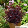 Schwarzrote Blasenspiere 'All Black'®, 3er-Set, Höhe 30-40 Cm, Topf 5 Liter -Günstiges Saat Zeit Geschäft 0410111653 Physocarpus op All Black 2 93042
