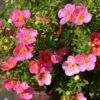 Pinker Fingerstrauch 'Lovely Pink®', Potentilla Fruticosa, Pink, Topf 5 Liter 1 Pinker Fingerstrauch 'Lovely Pink®', Potentilla Fruticosa, Pink, Topf 5 Liter -Günstiges Saat Zeit Geschäft 0410112173 Potentilla frut Lovely Pink 2 94841