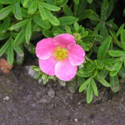 Pinker Fingerstrauch 'Lovely Pink®', Potentilla Fruticosa, Pink, Topf 5 Liter -Günstiges Saat Zeit Geschäft 0410112173 Potentilla frut Lovely Pink 86939