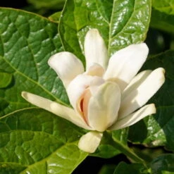 Gewürzstrauch-Set Rot-Weiß, 2er-Set, Höhe 60-80 Cm, Topf 7,5 Liter -Günstiges Saat Zeit Geschäft 0410112620 Calycanthus Venus Detail Bluete 2 z 119693