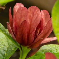 Gewürzstrauch-Set Rot-Weiß, 2er-Set, Höhe 60-80 Cm, Topf 7,5 Liter -Günstiges Saat Zeit Geschäft 0410112620 Calycanthus raulst Hartlage Wine Detail Bluete 3 z 119695