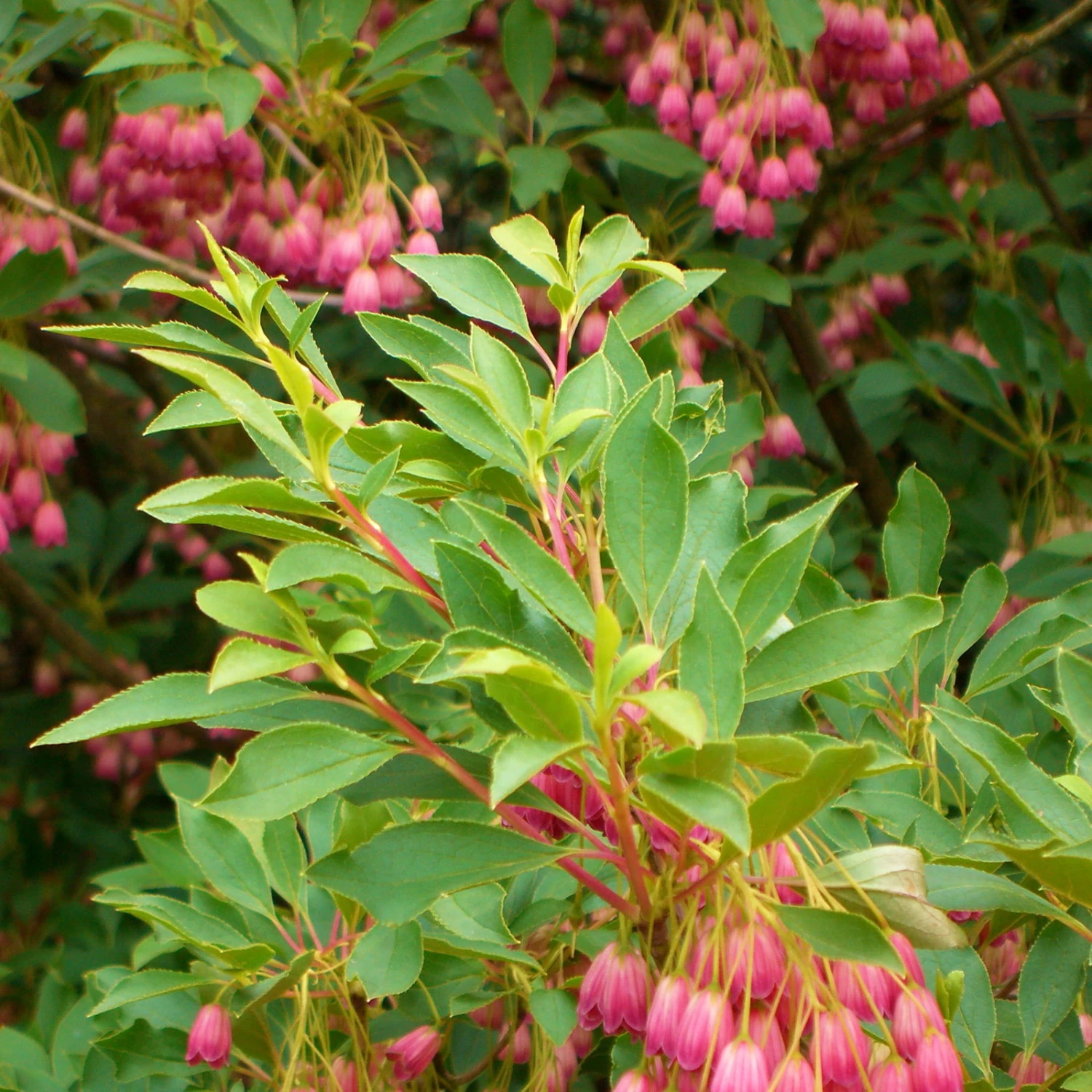 Prachtglocke, 4er-Set, Höhe 40-60 Cm, Topf 5 Liter 4 Prachtglocke, 4er-Set, Höhe 40-60 Cm, Topf 5 Liter – Bild 2