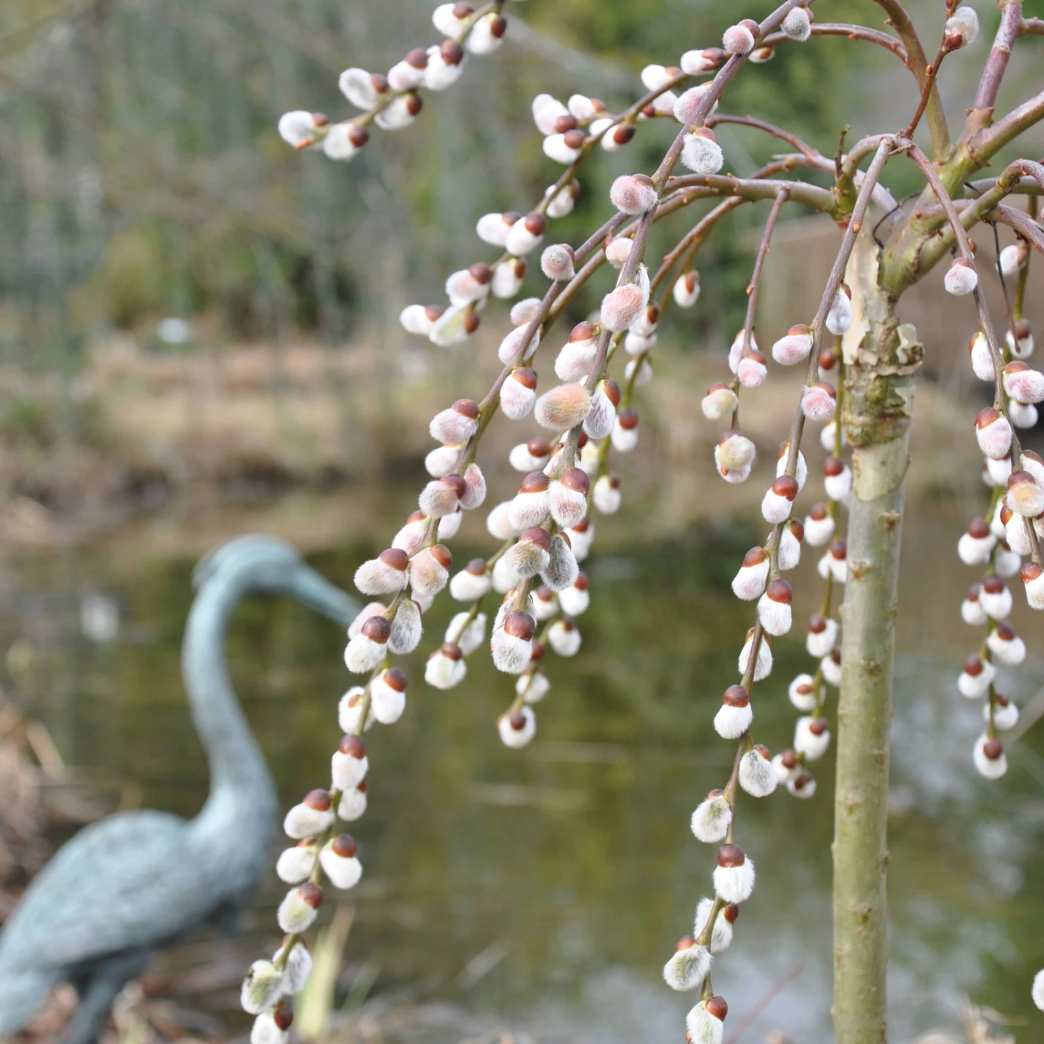 Hängende Kätzchenweide 'Pendula', 50 Cm Stamm, Im 3 Lt. Topf 3 Hängende Kätzchenweide 'Pendula', 50 Cm Stamm, Im 3 Lt. Topf