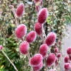 Salix Rotkätzchen®, 50 Cm Im Co 3 Lt. Topf