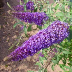 Duo-Schmetterlingsstrauch, Buddleja 'Reve De Papillion'®, Blau-weiß, Topf 5 Lt. -Günstiges Saat Zeit Geschäft 0410220176 BUDDLEJA davidii Reve de Papillon Blue 2 Kordes 78179