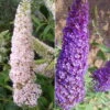 Duo-Schmetterlingsstrauch, Buddleja 'Reve De Papillion'®, Blau-weiß, Topf 5 Lt. -Günstiges Saat Zeit Geschäft 0410220176 BUDDLEJA davidii Reve de Papillon Set 89532