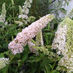 Duo-Schmetterlingsstrauch, Buddleja 'Reve De Papillion'®, Pink-weiß, Topf 5 Lt. -Günstiges Saat Zeit Geschäft 0410220176 BUDDLEJA davidii Reve de Papillon White 2 Kordes 78178