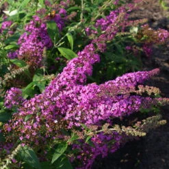 Duo-Schmetterlingsstrauch, Buddleja 'Reve De Papillion'®, Pink-weiß, Topf 5 Lt. -Günstiges Saat Zeit Geschäft 0410220177 BUDDLEJA davidii Reve de Papillon 3 pink Kordes 78181