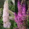 Duo-Schmetterlingsstrauch, Buddleja 'Reve De Papillion'®, Pink-weiß, Topf 5 Lt. -Günstiges Saat Zeit Geschäft 0410220177 BUDDLEJA davidii Reve de Papillon Set 89533
