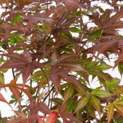 Japanischer Fächerahorn 'Atropurpureum', Höhe 80 - 100 Cm, Topf 10 Liter -Günstiges Saat Zeit Geschäft 0410301211 acer atropurpureum 2 124807