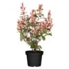 Kompakte Glanzmispel, Höhe 60-80 Cm, Topf 7,5 Liter, 15er-Set -Günstiges Saat Zeit Geschäft 0410350267 Photinia Robusta Compacta 25er Set2 106269
