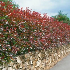 Glanzmispel 'Red Robin', Photinia X Fraseri, 5er-Set, Spalier 130 X 90 Cm -Günstiges Saat Zeit Geschäft 0410350270 Photinia Red Robin 16er Set 105283