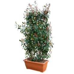 Glanzmispel 'Red Robin', Photinia X Fraseri, 5er-Set, Spalier 130 X 90 Cm