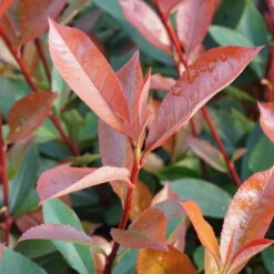 Kompakte Glanzmispel, Höhe 60-80 Cm, Topf 7,5 Liter, 15er-Set -Günstiges Saat Zeit Geschäft 0410350291 0410112973 0410870693 0410870695 photinia fraseri carre rouge 3 122778