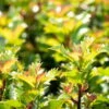 Ilex Meserveae 'Little Rascal'®, 20er-Set, Höhe 12-15 Cm, Topf 1,5 L 1 Ilex Meserveae 'Little Rascal'®, 20er-Set, Höhe 12-15 Cm, Topf 1,5 L -Günstiges Saat Zeit Geschäft 0410450634 Ilex mes Little Rascal 20er Set 1 83937