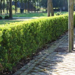 Stechpalme 'Impala®' Kugel, 3er-Set, Höhe 20-25 Cm, Topf 5 Liter -Günstiges Saat Zeit Geschäft 0410450790 Ilex max Impala 1 104010