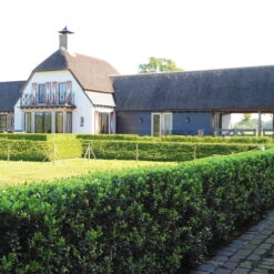 Stechpalme 'Impala®' Kugel, 3er-Set, Höhe 20-25 Cm, Topf 5 Liter -Günstiges Saat Zeit Geschäft 0410450790 Ilex max Impala 2 104011