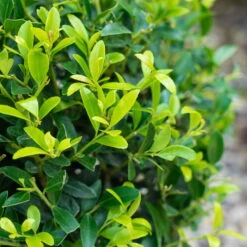 Stechpalme 'Impala®' Kugel, 3er-Set, Höhe 20-25 Cm, Topf 5 Liter -Günstiges Saat Zeit Geschäft 0410450790 Ilex max Impala 3 104013