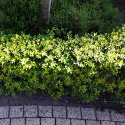 Stechpalme 'Impala®' Kugel, 3er-Set, Höhe 20-25 Cm, Topf 5 Liter -Günstiges Saat Zeit Geschäft 0410450790 Ilex max Impala 5 104012