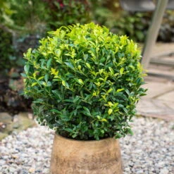 Stechpalme 'Impala®' Kugel, 3er-Set, Höhe 20-25 Cm, Topf 5 Liter -Günstiges Saat Zeit Geschäft 0410450795 Ilex max Impala Kugel 2 104015
