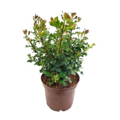 Stechpalme 'Blue Angel', 50er-Set, Grünes Blatt & Rote Beeren, Topf 5 Liter -Günstiges Saat Zeit Geschäft 0410450796 0410450797 Ilex mes Blue Angel 1 104457
