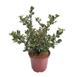 Stechpalme 'Blue Angel', 50er-Set, Grünes Blatt & Rote Beeren, Topf 5 Liter -Günstiges Saat Zeit Geschäft 0410450796 0410450797 Ilex mes Blue Angel 4 104458