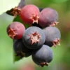 Großfruchtige Felsenbirne 'Greatberry® Farm', Topf 5 Liter -Günstiges Saat Zeit Geschäft 0410870186 KB Amelanchier Smoky1 78361