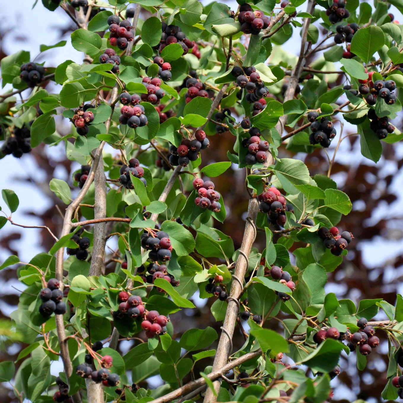 Großfruchtige Felsenbirne 'Greatberry® Farm', Topf 5 Liter 4 Großfruchtige Felsenbirne 'Greatberry® Farm', Topf 5 Liter – Bild 2