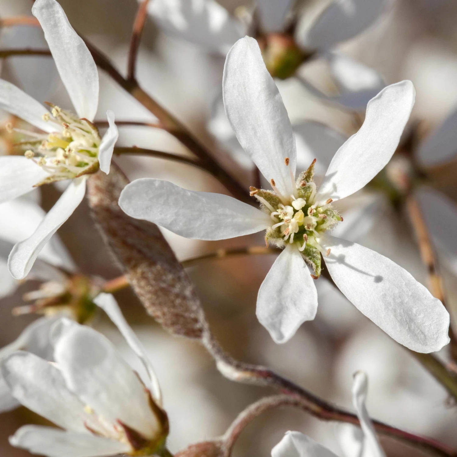 Großfruchtige Felsenbirne 'Greatberry® Farm', Topf 5 Liter 6 Großfruchtige Felsenbirne 'Greatberry® Farm', Topf 5 Liter – Bild 4