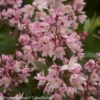 Rosa-Sternenstrauch, Deutzia 'Yuki Cherry Blossom'®, 5er-Set, Topf 3 Liter -Günstiges Saat Zeit Geschäft 0410870644 Deutzia Yuki Cherry Blossom 3 104152