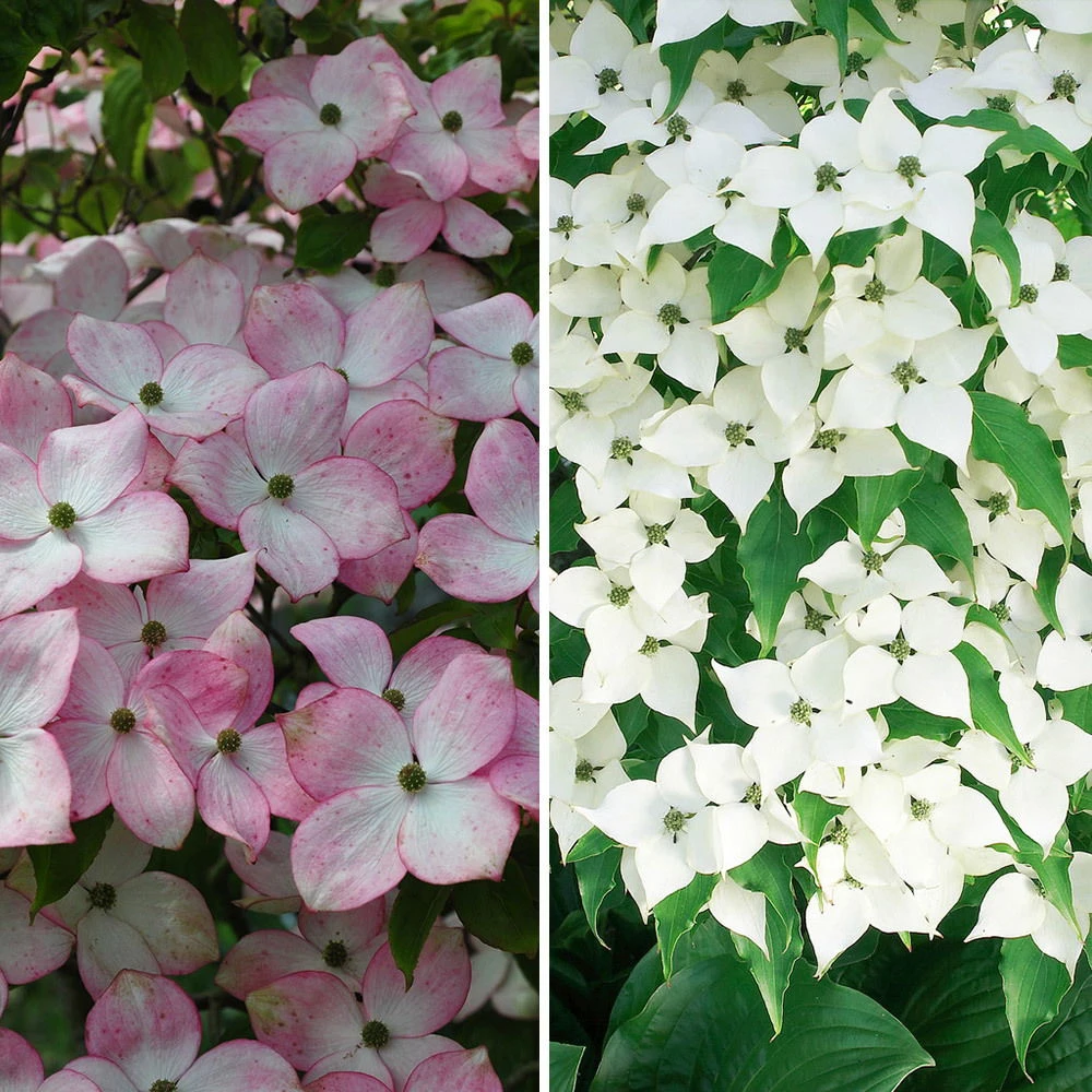 Blütenhartriegel, 2er-Set, Topf Je 5 Liter 3 Blütenhartriegel, 2er-Set, Topf Je 5 Liter