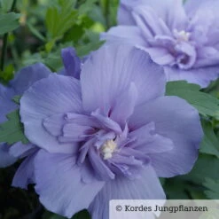 Duo-Gartenhibiskus 'Blue Chiffon®' Und 'Pink Chiffon®', Blau + Pink, 5 Lt. Topf -Günstiges Saat Zeit Geschäft 0410900481 Hibiscus Blue Chiffon 1 76687
