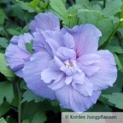 Duo-Gartenhibiskus 'Blue Chiffon®' Und 'Pink Chiffon®', Blau + Pink, 5 Lt. Topf -Günstiges Saat Zeit Geschäft 0410900481 Hibiscus Blue Chiffon 76686