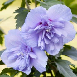 Duo-Gartenhibiskus 'Blue Chiffon®' Und 'Pink Chiffon®', Blau + Pink, 5 Lt. Topf -Günstiges Saat Zeit Geschäft 0410900481 garten hibiskus hibiscus syriacus blue chiffon blau violett 40 60 cm hoch topf 5 l GS501957 S 80924