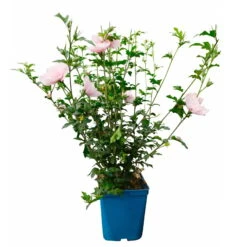 Duo-Gartenhibiskus 'Blue Chiffon®' Und 'Pink Chiffon®', Blau + Pink, 5 Lt. Topf -Günstiges Saat Zeit Geschäft 0410900545 Hibiscus Pink Chiffon 2 114010